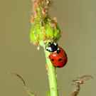 Regulating Services Ladybird Attacking Aphid 137636813 Dimijana