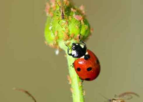 Regulating Services Ladybird Attacking Aphid 137636813 Dimijana