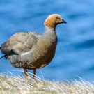 Restricted Range Species The Ruddy Headed Goose (Chloephaga Rubidiceps) , A Large Sheldgoose, Falkland Islands 126426344 Anton Ivanov