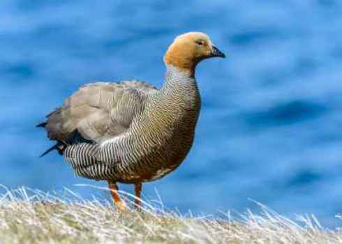 Restricted Range Species The Ruddy Headed Goose (Chloephaga Rubidiceps) , A Large Sheldgoose, Falkland Islands 126426344 Anton Ivanov