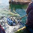 Resource A Fisherman Scoops Up Fish From A Net