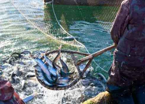 Resource A Fisherman Scoops Up Fish From A Net