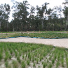 Restoration Wetland Restoration In A Ustralia Wikimedia Commons Nick Carson