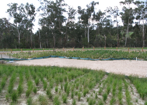 Restoration Wetland Restoration In A Ustralia Wikimedia Commons Nick Carson