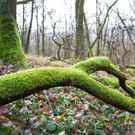 Supporting Services Broken Twig Fallen On The Ground Covered With Lush Green Moss 182399123 Hraska