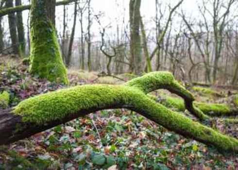 Supporting Services Broken Twig Fallen On The Ground Covered With Lush Green Moss 182399123 Hraska