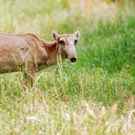 Threatened Saiga Antelope Andriy Solovyov