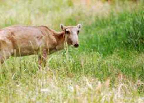 Threatened Saiga Antelope Andriy Solovyov