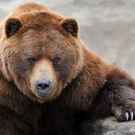 Umbrella Species Grizzly Bear Portrait 76495315 Nagel Photography