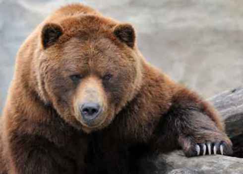 Umbrella Species Grizzly Bear Portrait 76495315 Nagel Photography