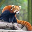 Vu Curious Red Panda Showing Dark Underside Hung Chung Chih