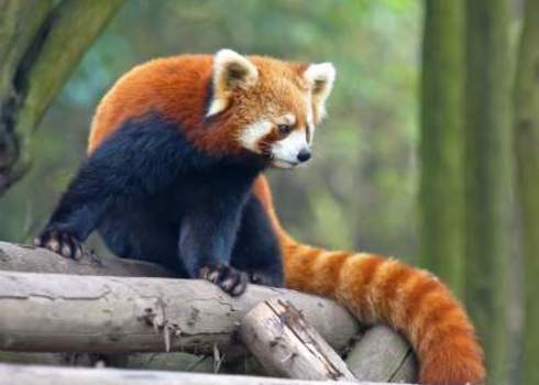 Vu Curious Red Panda Showing Dark Underside Hung Chung Chih