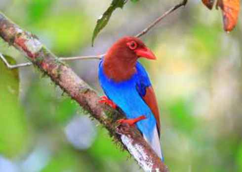 Eba Sri Lanka Or Ceylon Blue Magpie (Urocissa Ornata) 171683018 Feathercollector