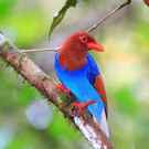 Eba Sri Lanka Or Ceylon Blue Magpie (Urocissa Ornata) 171683018 Feathercollector