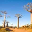 Global200 Baobab Trees In Savannah Madagascar Pierre Yves Babelon