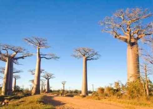 Global200 Baobab Trees In Savannah Madagascar Pierre Yves Babelon