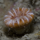 Devonshire Cup Coral (Caryophyllia Smithii), Sark, Channel Islands 60217105 Ecostock