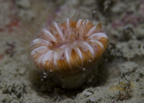 Devonshire Cup Coral (Caryophyllia Smithii), Sark, Channel Islands 60217105 Ecostock