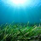 Green Grass Underwater In Ocean With Sunburst 140959252 Rich Carey