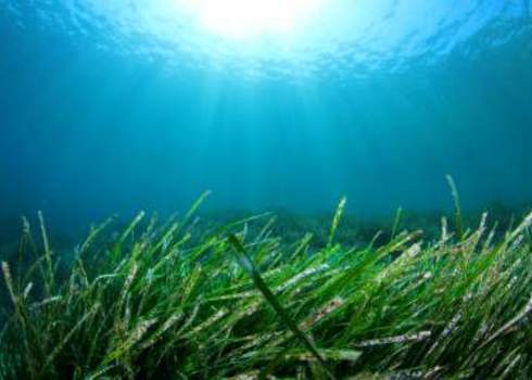 Green Grass Underwater In Ocean With Sunburst 140959252 Rich Carey