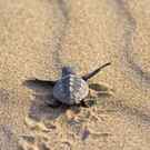 Baby Loggerhead Sea Turtle On Beach Caretta Caretta Benjamin Albiach Galan