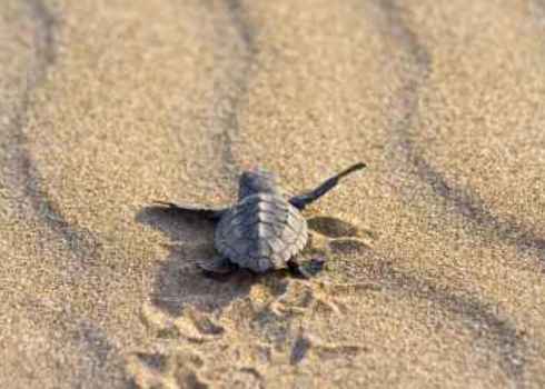 Baby Loggerhead Sea Turtle On Beach Caretta Caretta Benjamin Albiach Galan