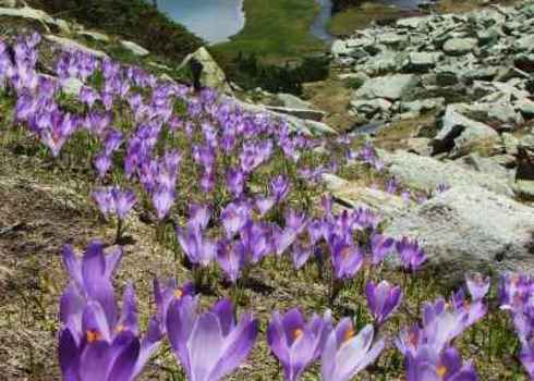 Ipa Field Of Beautiful Flowers In Bloom Near Mountain Lake, Pirin, Bulgaria 67964518 Pavel Svoboda