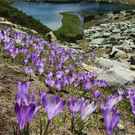 Ipa Field Of Beautiful Flowers In Bloom Near Mountain Lake, Pirin, Bulgaria 67964518 Pavel Svoboda