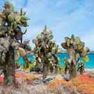 Kb As Beautiful Landscape Of Galapagos South Plaza Island 136326287 Blue Orange Studio