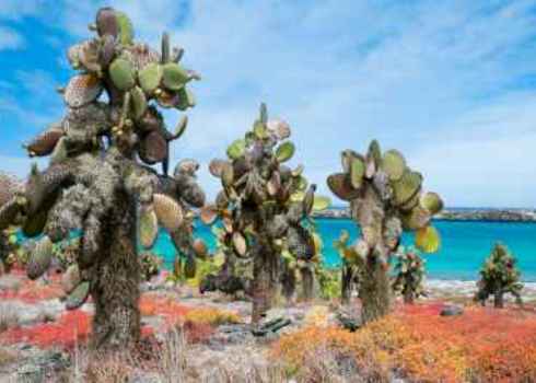 Kb As Beautiful Landscape Of Galapagos South Plaza Island 136326287 Blue Orange Studio