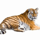 Siberian Tiger Lying Isolated On White  Pandapaw