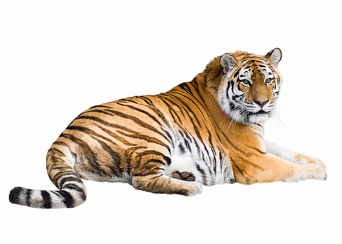 Siberian Tiger Lying Isolated On White  Pandapaw