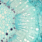 Biotech Stem Of Cotton Gossypium Hirsutum, Microscopic View D. Kucharski K. Kucharska