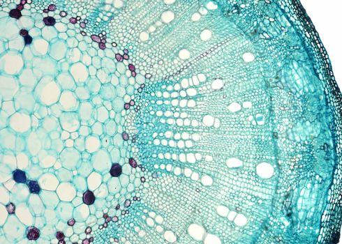 Biotech Stem Of Cotton Gossypium Hirsutum, Microscopic View D. Kucharski K. Kucharska