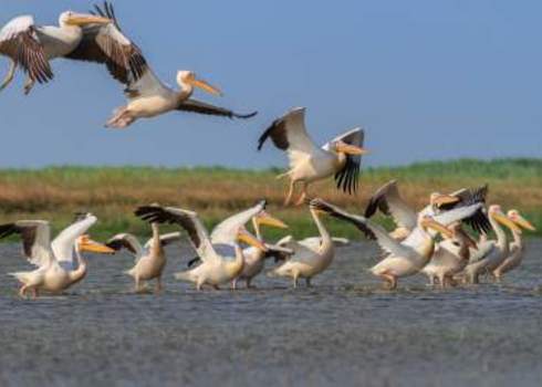 Ramsar A Group Of Pelicans In The Danube Delta, Romania 161646821 Porojnicu Stelian