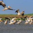 Ramsar A Group Of Pelicans In The Danube Delta, Romania 161646821 Porojnicu Stelian