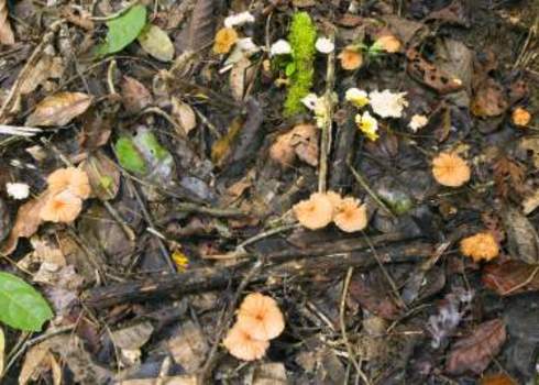 Ecosystem Process Toadstools Growing In The Leaf Litter Of Tropical Rainforest In Ecuador 125200049 Dr. Morley Read