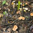 Ecosystem Process Toadstools Growing In The Leaf Litter Of Tropical Rainforest In Ecuador 125200049 Dr. Morley Read
