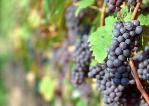 Ecosystem Services Red Grapes In The Vineyard Before Harvest Gyukli Gyula