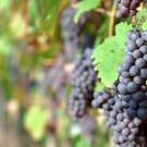 Ecosystem Services Red Grapes In The Vineyard Before Harvest Gyukli Gyula