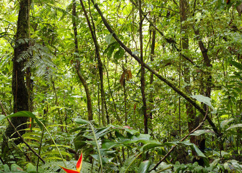 Ecosystem Structure View Of Forest Floor Amazon Rainforest Dr.Morley Read