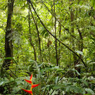 Ecosystem Structure View Of Forest Floor Amazon Rainforest Dr.Morley Read