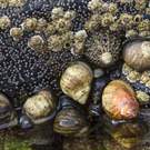 Habitat Rocks And Cliffs With Countless Snails And Mussels, Lofoten Islands, Norway 213180715 Eder