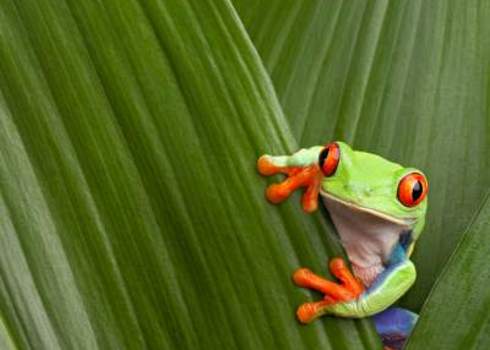 Native Red Eyed Tree Frog Agalychnis Callydrias Costa Rica Dirk Ercken