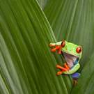 Native Red Eyed Tree Frog Agalychnis Callydrias Costa Rica Dirk Ercken
