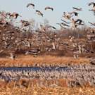 Migration Migrating Flock Of Greater Sandhill Cranes In Flight