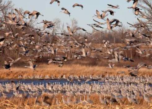 Migration Migrating Flock Of Greater Sandhill Cranes In Flight