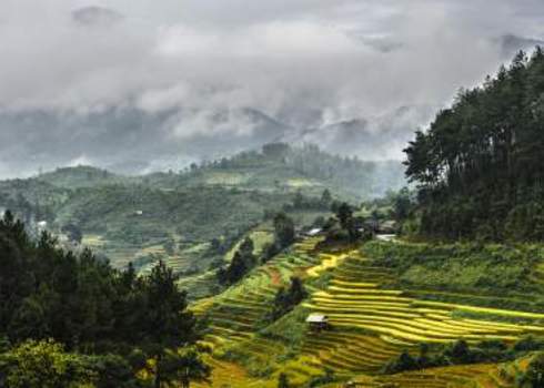 Landscape Rices Terraces And The Forests With Mountains Covered By Clouds 120765751 Vietnam Photography