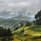 Landscape Rices Terraces And The Forests With Mountains Covered By Clouds 120765751 Vietnam Photography