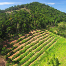 Habitat Destruction Rain Forest Destruction In Thailand Form Aerial View